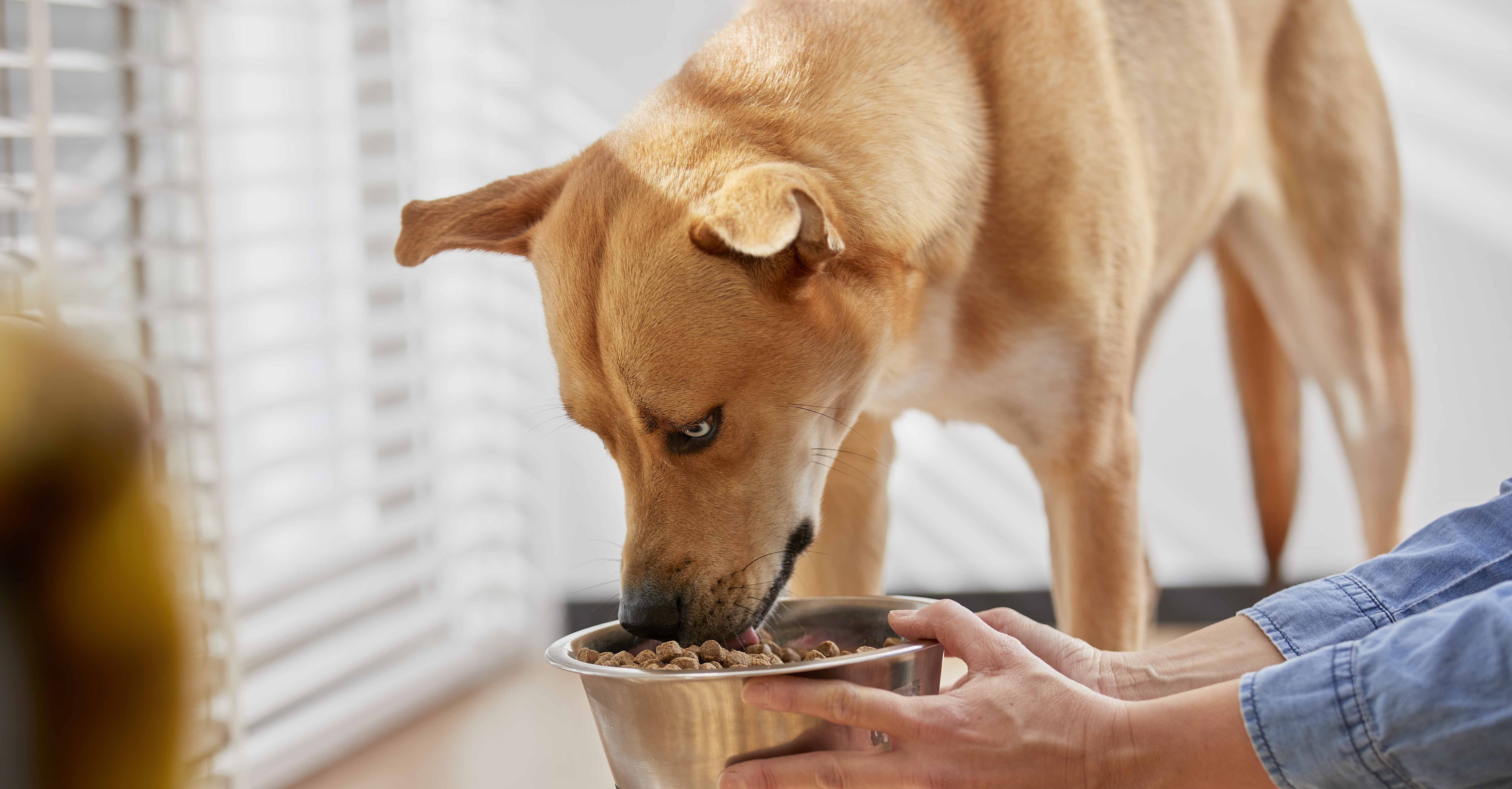 hond verminderde eetlust welkoop